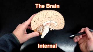 The Brain  Internal View [upl. by Eirovi]