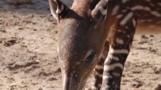 Baby Tapir at the Zoo [upl. by Cacie]