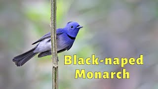 Blacknaped Monarch Song Blacknaped Monarch Call Blacknaped Monarch Sound [upl. by Yolanda]