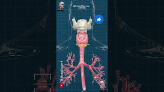 Thyroid amp parathyroid gland 🔥⚡ [upl. by Burwell]