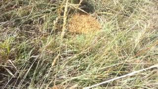 Feeding Grain Mix to Pasture Cattle [upl. by Aksoyn393]