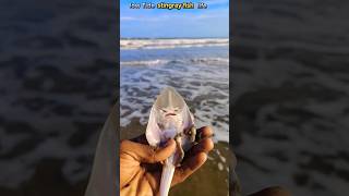 Saved low Tide stingray fish stingray localboy abhifishinglife fishing saving shorts [upl. by Ecyt]