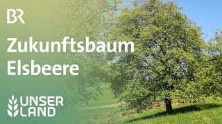 Zukunftsbaum Elsbeere  Unser Land  BR Fernsehen [upl. by Caritta]