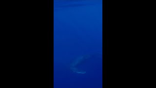 When Will you See the Most Whales on Maui [upl. by Kape141]