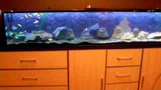 Malawi tank 2000mm  self made wireless LED light [upl. by Yruy]