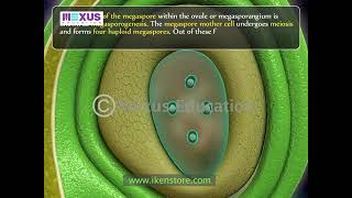 structure of ovule [upl. by Sommer]