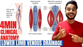 lower limb venous drainage clinical anatomy  clinical anatomy of venous drainage of lower limb [upl. by Noitsirhc]