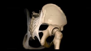 Untere Extremität  Foramen ischiadicum majus und minus  3D [upl. by Enidlarej]