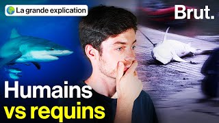 Fautil continuer à tuer les requins en NouvelleCalédonie [upl. by Kirt833]