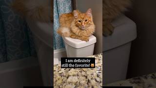 Owning a cat is lifechanging 😻😻😻 kingpickles cat orangecats mycat lifewithcats [upl. by Alderman411]