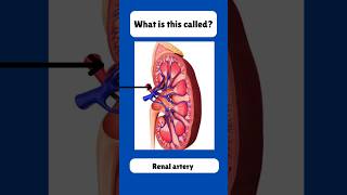 Kidney 🫘🫘 Anatomy 🫘 kidney essential science youtube kidney anatomy ytshorts education [upl. by Ivek206]