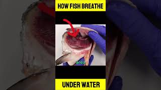 How Fish Breath Under Water FishRespiration UnderwaterBreathing [upl. by Also180]