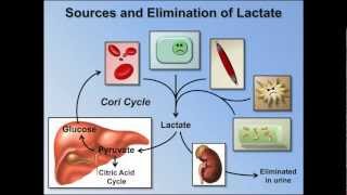 Elevated Anion Gap Metabolic Acidosis ABG Interpretation  Lesson 8 [upl. by Roane]