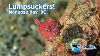 Pacific Spiny Lumpsuckers On Vancouver Island Sony A7S3 Underwater Macro Footage [upl. by Edlin]