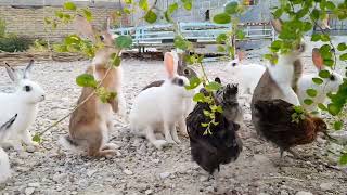 Video of eating rural animals rabbits and chickens [upl. by Toogood355]