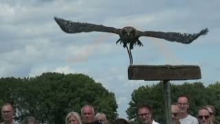 Oude Ambachten Einighausen 2023 Roofvogelshow door Valkerij Dominique [upl. by Imar]