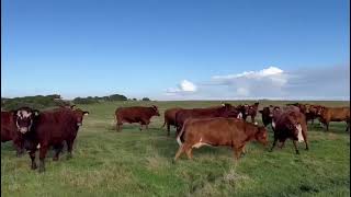 Stabilizers and Shorthorn cross incalf cows [upl. by Anderea]