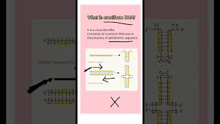 cruciform DNA biology students science youtubeshorts dna youtube [upl. by Deane486]