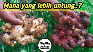 Perbedaan Jahe merah dan jahe putih untung mana [upl. by Obau719]