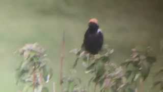 Bobolink Dolichonyx oryzivorus [upl. by Dayle]