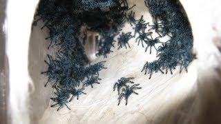 RETRIEVING AND TRANSFERRING THE AVICULARIA VERSICOLOR SLINGS [upl. by Hamrah]