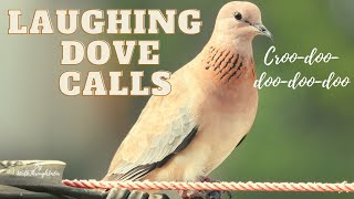 Calls of Laughing Dove  Croodoodoodoodoo [upl. by Segroeg68]