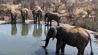 Rosies Pan  Wildlife Live Stream – Greater Kruger National Park [upl. by Bjork107]