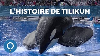 Lhistoire de Tilikum  lorque captif [upl. by Cammi]