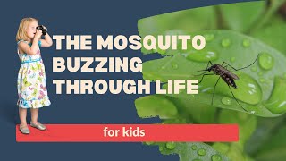 What Kids Should Know About Mosquitoes Mosquito Life Cycle [upl. by Koblas]