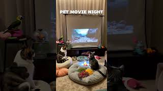 Pet Movie Night – Watch These Adorable Pets React to the Big Screen 🍿🐾 funnypets cat dog funny [upl. by Akienaj]