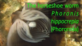 The horseshoe worm Phoronis hippocrepia Phoronida [upl. by Ioab]