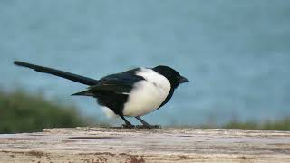 Eurasian Magpie Pica p pica Ekster Landtong Rozenburg ZH the Netherlands 15 Oct 2023 16 [upl. by Aneelahs]