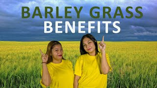 Barley Grass Benefits in Tagalog [upl. by Cristobal]