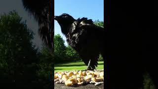 Grackle scares off a starling and talks to their friend [upl. by Oecile]