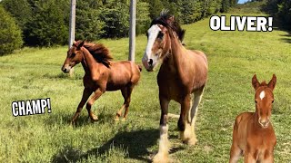 BIG CHANGES For Our Clydesdale Oliver And Homestead Foals [upl. by Trumann178]