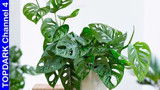 11 Tipos Hermosas de Monstera [upl. by Wenonah]