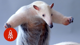 The ToughSkinned Tamandua Is Hard as Nails [upl. by Ellerud]