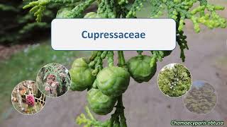 Cupressaceae [upl. by Yrmac]