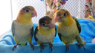 12 weeks old White Bellied Caiques  Olive Muffin and Buddy [upl. by Ikceb]