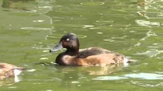 Baers pochard Aythya baeri Extinct bird in the wild [upl. by Fonzie]