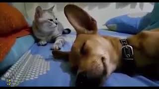 Cat Smacks Dog Out Of Sleep For Farting in His Presence [upl. by Laiceps]