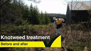 Japanese knotweed growth  Before and after treatment [upl. by Sana31]