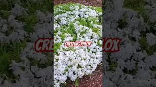 Creeping Phlox Best GROUNDCOVER for SPRING BLOOMS groundcover garden [upl. by Maroj]