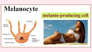 melanocyte [upl. by Brott815]