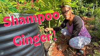 Shampoo Ginger [upl. by Sandeep]