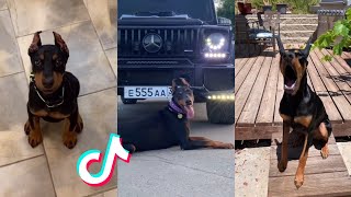 Dobermans are Badass and Cute  Tiktok Compilation 2 [upl. by Enitsirk966]