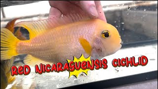 Xanthic  Red nicaraguensis cichlid [upl. by Janetta927]