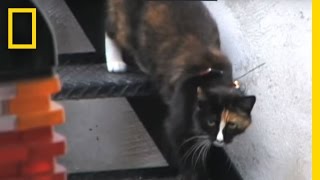 POV Cat vs Rat  National Geographic [upl. by Rachaba826]