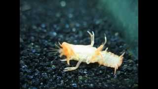 Sick Mexican Orange Dwarf Crayfish  CPO [upl. by Quartana531]