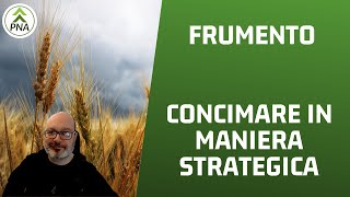 Concimazione Frumento ecco il piano super strategico [upl. by Soigroeg]